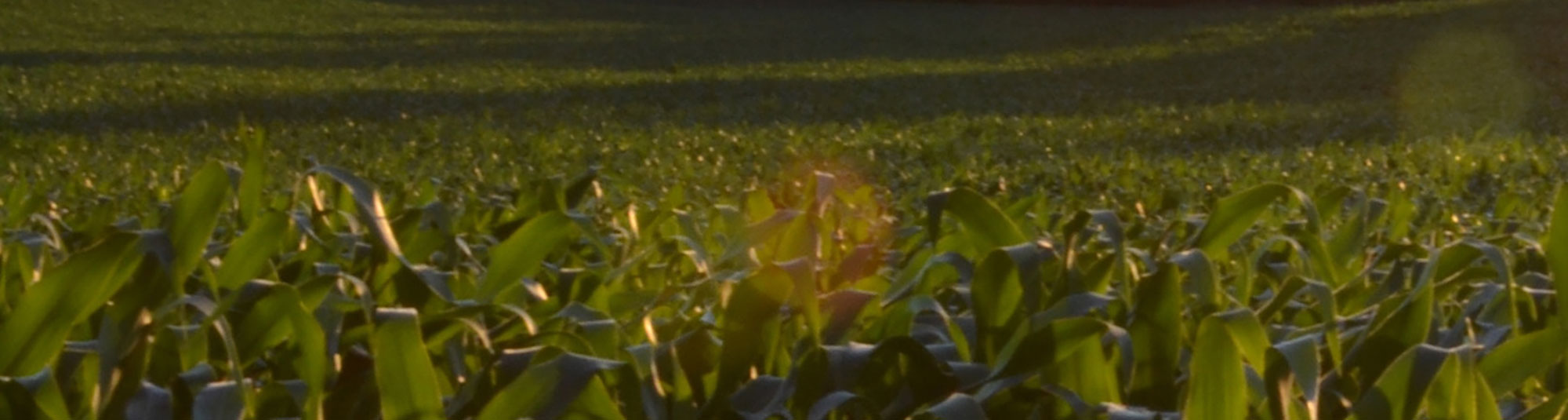 Grönsaksfält i skymning