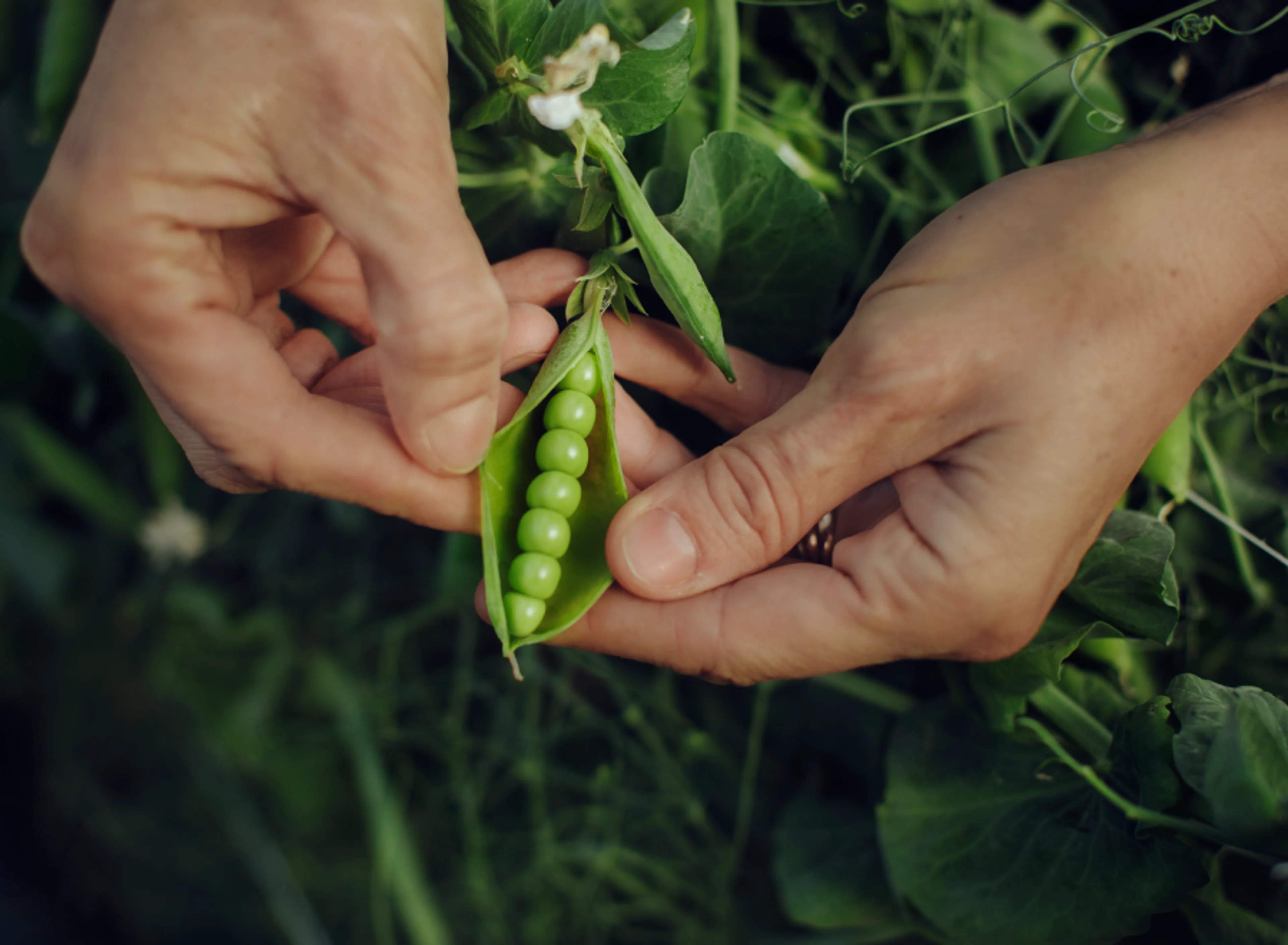 findus-peas-banner.png